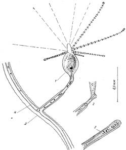         cordylophora inkermanica marfenin